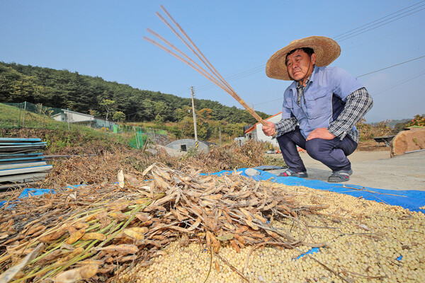 산청 차황면 부리의 한 농가에서 콩타작을 하고 있다./산청군 제공.