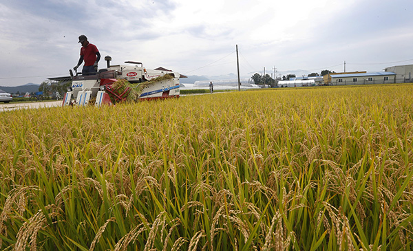 강원 춘천시 우두동 논에서 농부들이 누렇게 익은 벼를 추수하고 있다. (기사는 사진과 관련이 없음) / 연합뉴스