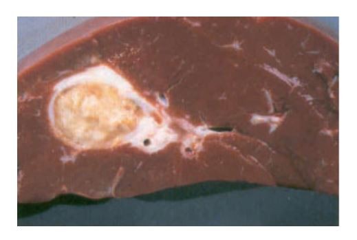 소의 간에서 발견된 농양 / 출처 =농촌진흥처