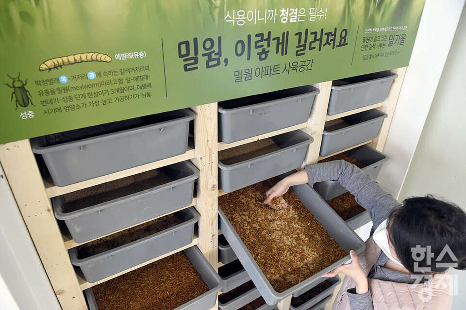 곤충 사육사가 5일 오후 경기도 용인곤충테마파크에서 곡식 대체 식품으로 주목받고 있는 밀웜을 살펴보고 있다. /용인곤충테마파크=김근현 기자