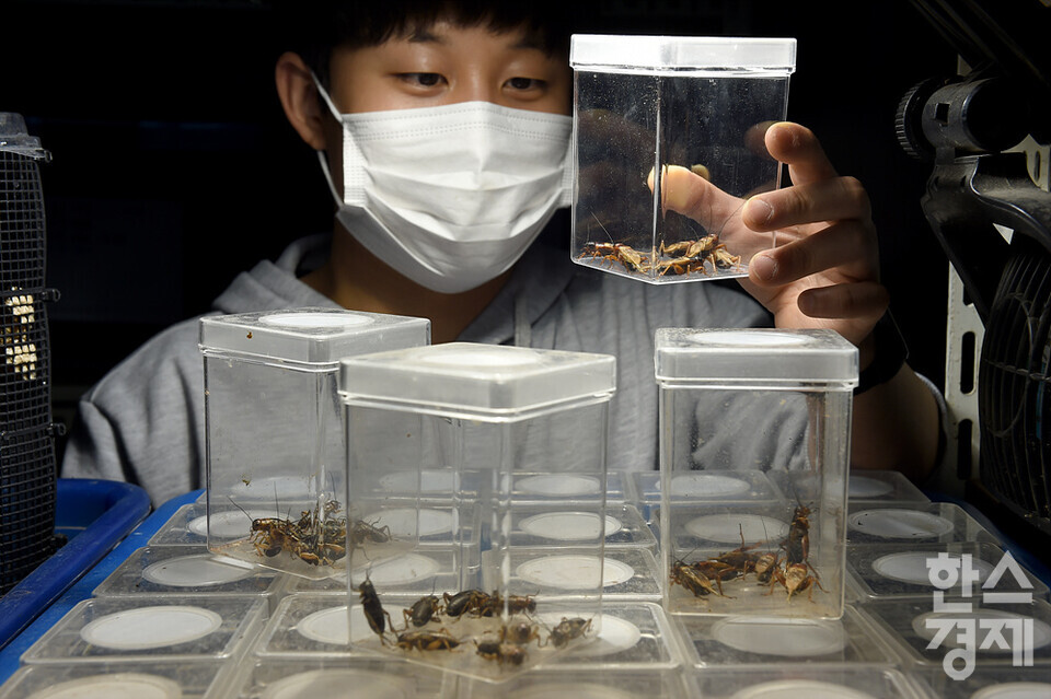 곤충 사육사가 미래 식량으로 각광받고 있는 쌍별귀뚜라미의 생육상태를 확인하고 있다. /용인곤충테마파크=김근현 기자
