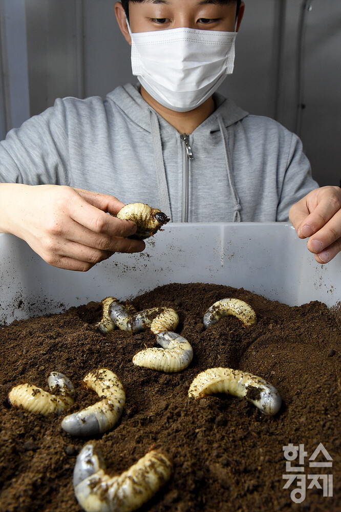 곤충 사육사가 미래 식량으로 각광받고 있는 장수풍뎅이 애벌레의 생육상태를 확인하고 있다. /용인곤충테마파크=김근현 기자