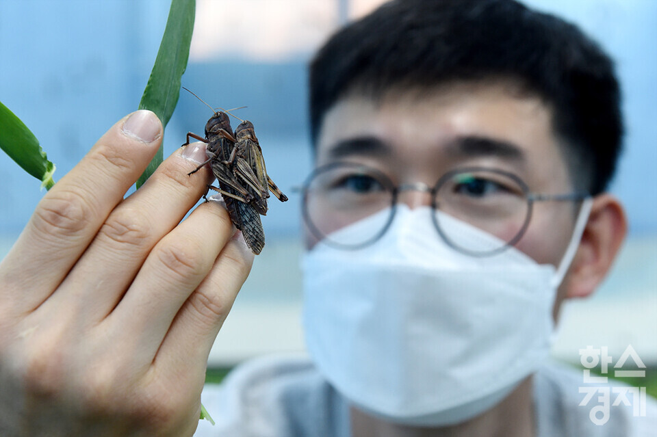 복현수 미스터메뚜기 대표가 5일 오전 경기도 이천시에 위치한 식용곤충 농장에서 식용으로 기르고 있는 풀무치를 살펴보고 있다. /이천=김근현 기자