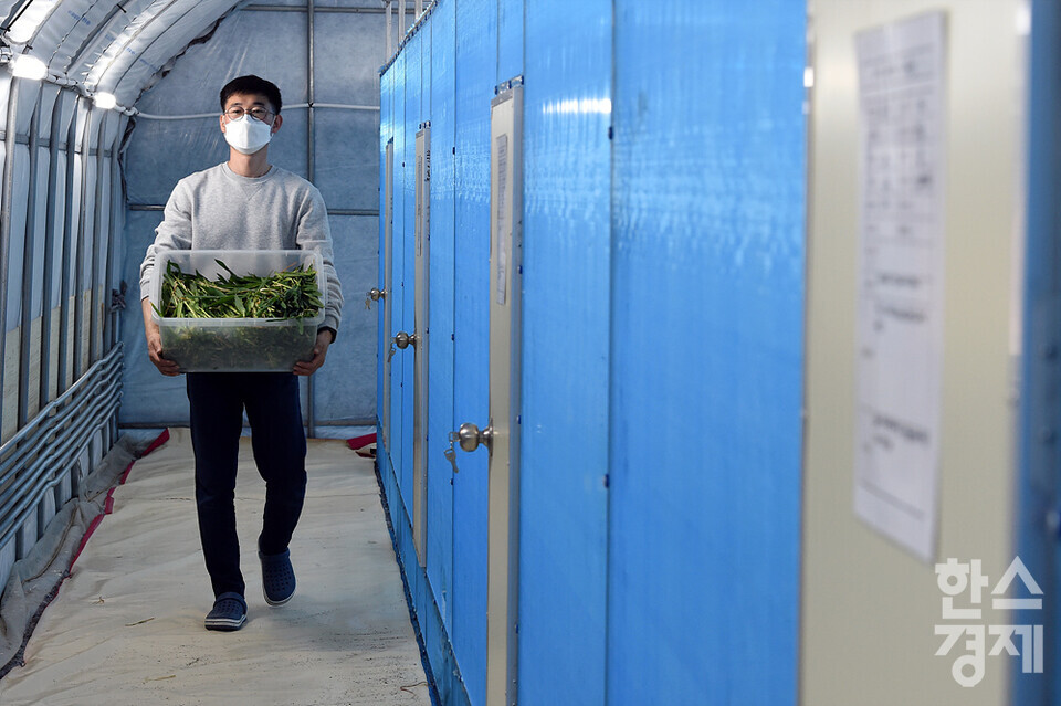 복현수 미스터메뚜기 대표가 풀무치의 먹이인 풀을 나르고 있다. /이천=김근현 기자