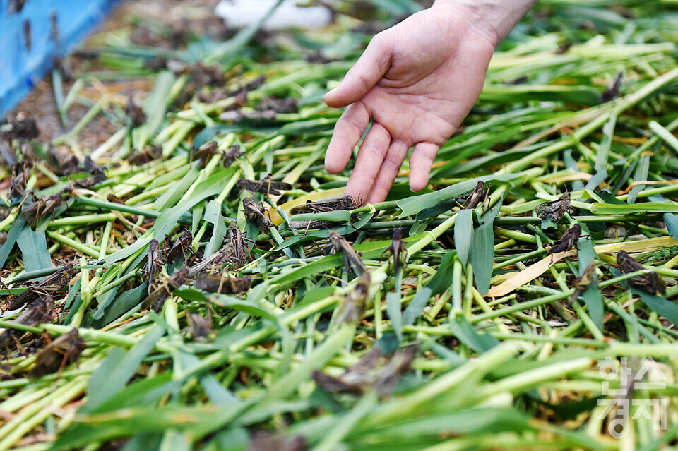 복현수 미스터메뚜기 대표가 식용으로 기르고 있는 풀무치를 살펴보고 있다. /이천=김근현 기자