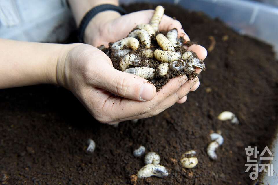곤충 사육사가 식용이 가능한 흰점박이꽃무지 애벌레의 생육상태를 확인하고 있다. /용인곤충테마파크=김근현 기자