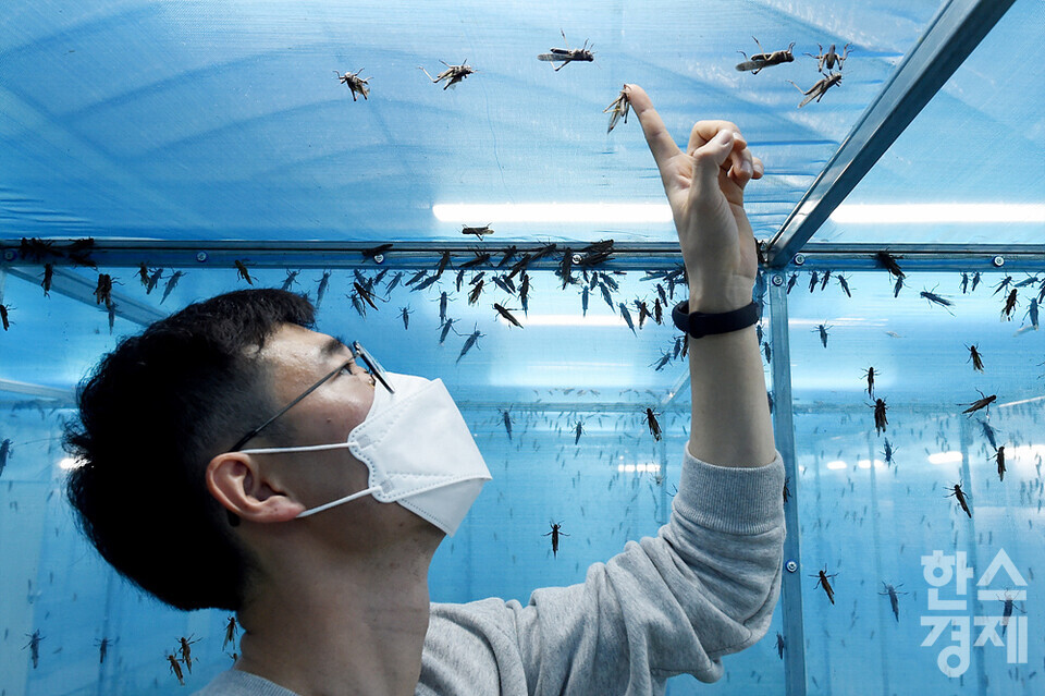 복현수 미스터메뚜기 대표가 식용으로 기르고 있는 풀무치를 살펴보고 있다. /이천=김근현 기자