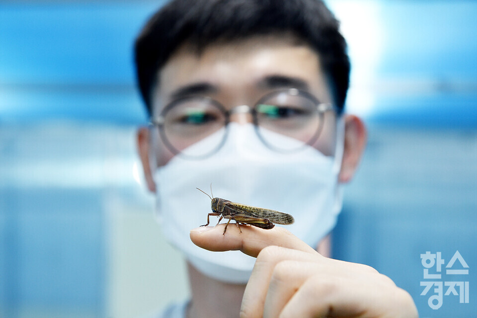 복현수  미스터메뚜기 대표가 식용으로 기르고 있는 풀무치를 살펴보고 있다. /이천=김근현 기자