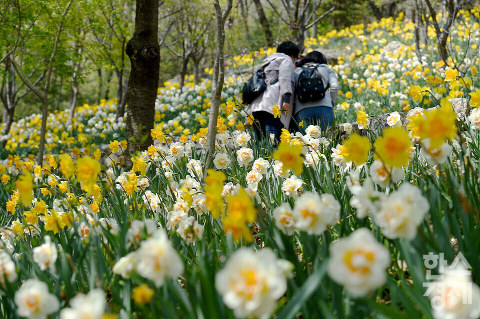 시민들이 19일 오후 경기도 광주시 화담숲에 핀 수선화 사이를 걷고 있다. /화담숲=김근현 기자