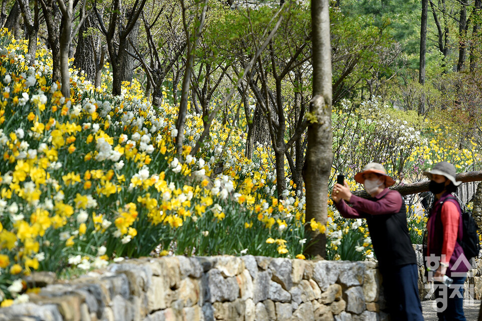 시민들이 19일 오후 경기도 광주시 화담숲에 핀 수선화 사이를 걷고 있다. /화담숲=김근현 기자
