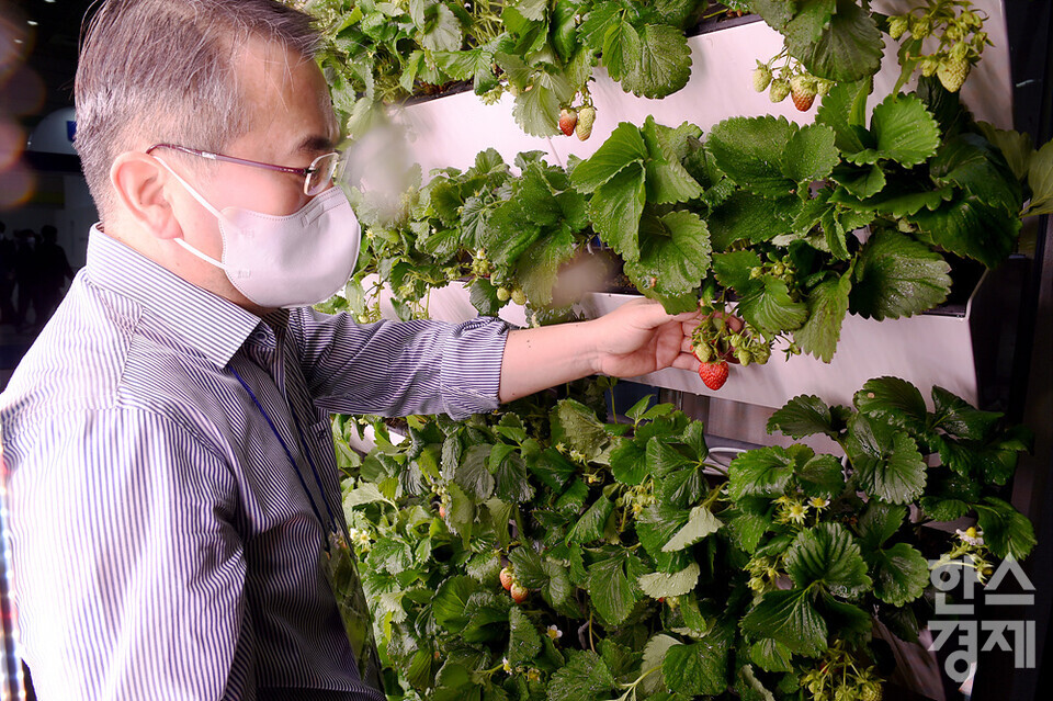 이관호 쎄슬프라이머스 대표가 스마트팜에서 재배한 딸기를 바라보고 있다. /코엑스=김근현 기자