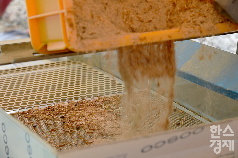 사육이 끝난 밀웜을 선별하고 있다. /강원도농산물원종장=김근현 기자