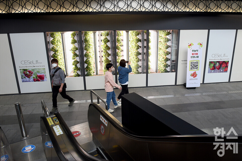 한 시민이 20일 오후 경기도 수원시 아브뉴프랑 광교점에서 딸기를 재배하는 도심 속 스마트팜을 촬영하고 있다. /수원=김근현 기자