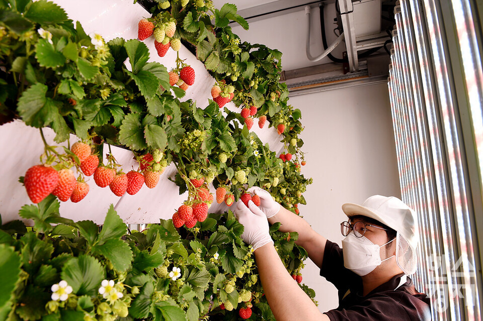 김정원 재배사가 도심 속 스마트팜에서 딸기 재배를 하고 있다. /수원=김근현 기자