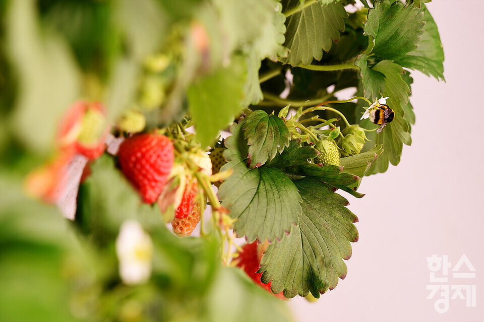수정벌이 도심 속 스마트팜에서 딸기 꽃에 앉아 딸기의 수정을 돕고 있다. /수원=김근현 기자