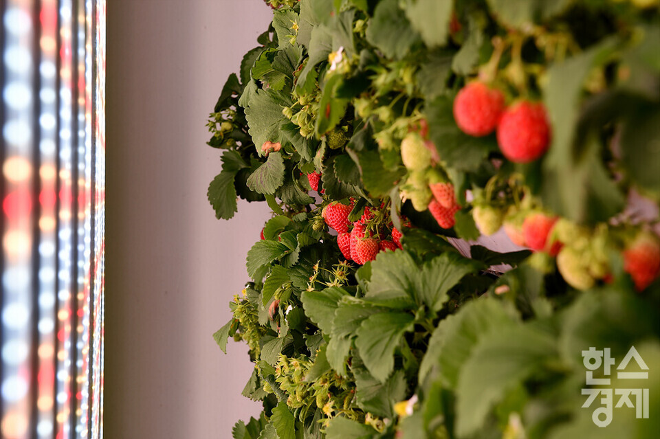 LED패널에서 발생하는 빛이 딸기의 생육을 돕고 있다. /수원=김근현 기자