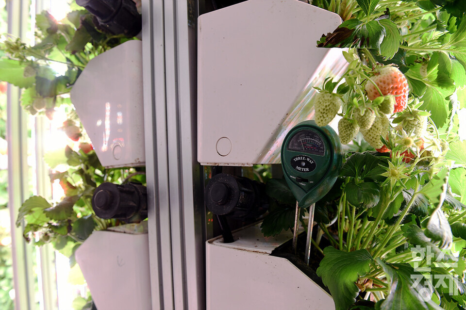 습도를 측정하는 센서가 딸기의 생육 정보를 수집하고 있다. /수원=김근현 기자