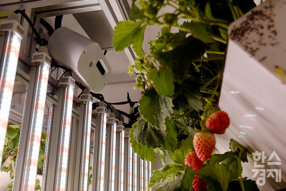 카메라를 통해 딸기의 생육 데이터를 24시간 수집하고 있다. /수원=김근현 기자