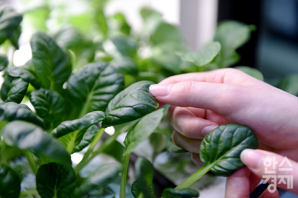한 시민이 LG틔운 제품에서 재배한 식물을 만져보고 있다. /코엑스=김근현 기자