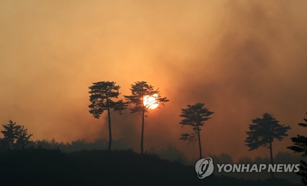 양양에서 발생한 산불 / 연합뉴스