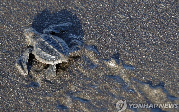 멸종 위기의 바다거북/사진=연합뉴스