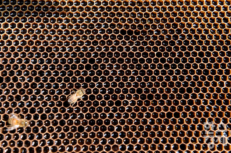 세계 벌의 날을 하루 앞둔 19일 오전 서울 관악구 도심양봉장에서 꿀벌들이 꿀이 가득 찬 꿀벌판에서 일을 하고 있다. /김근현 기자