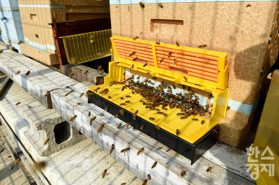 세계 벌의 날을 하루 앞둔 19일 오전 서울 관악구 도심양봉장에서 꿀벌들이 일을 하고 있다. /김근현 기자