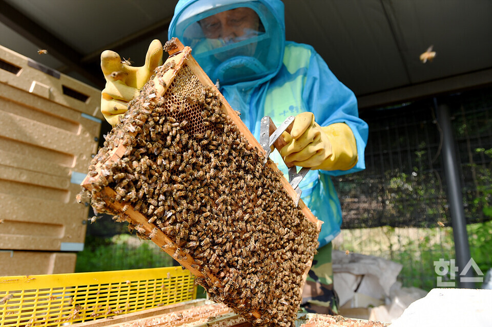 세계 벌의 날을 하루 앞둔 19일 오전 서울 관악구 도심양봉장에서 한 직원이 꿀이 잔뜩 든 꿀벌판을 집어들고 있다. /김근현 기자