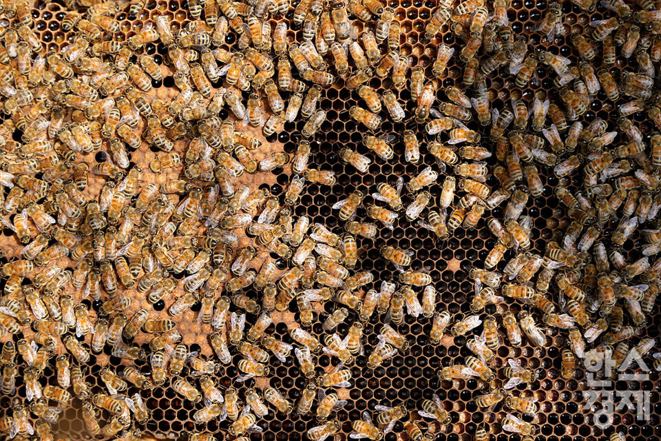 세계 벌의 날을 하루 앞둔 19일 오전 서울 관악구 도심양봉장에서 꿀벌들이 꿀이 가득 찬 꿀벌판에서 일을 하고 있다. /김근현 기자