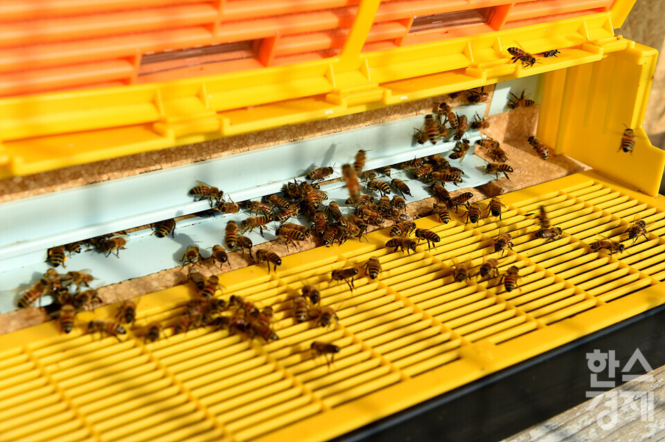 세계 벌의 날을 하루 앞둔 19일 오전 서울 관악구 도심양봉장에서 꿀벌들이 일을 하고 있다. /김근현 기자