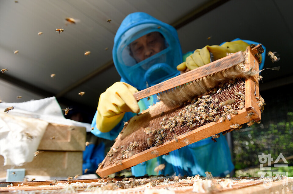 세계 벌의 날을 하루 앞둔 19일 오전 서울 관악구 도심양봉장에서 한 직원이 꿀벌판에 있는 벌들을 털어내고 있다. /김근현 기자