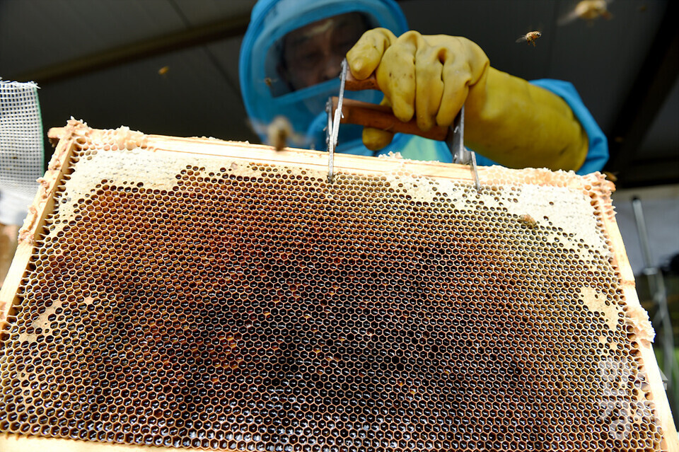 세계 벌의 날을 하루 앞둔 19일 오전 서울 관악구 도심양봉장에서 한 직원이 꿀이 잔뜩 든 꿀벌판을 집어들고 있다. /김근현 기자