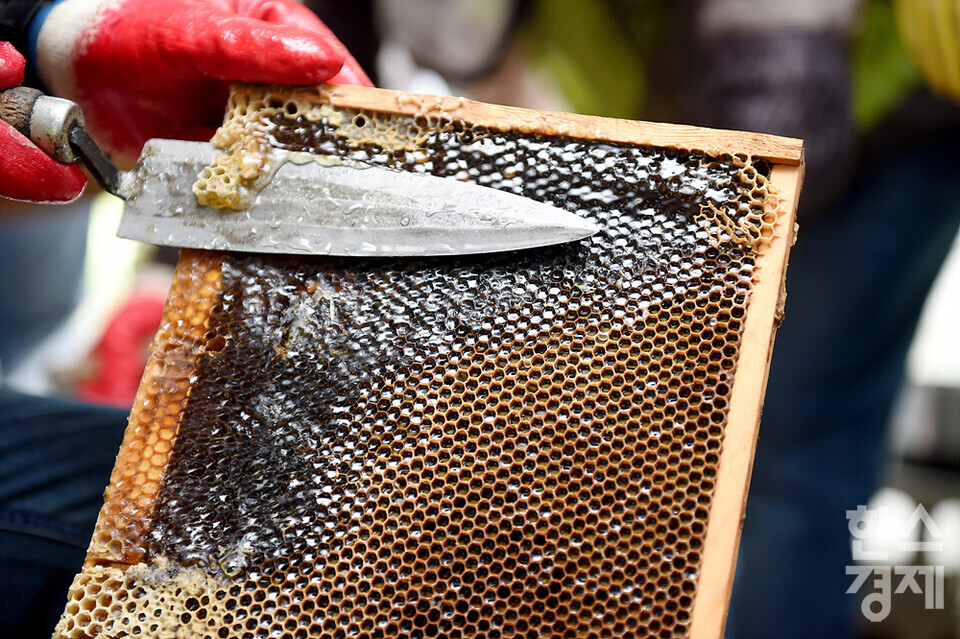 세계 벌의 날을 하루 앞둔 19일 오전 서울 관악구 도심양봉장에서 직원들이 채밀을 하기 위해 밀도질을 하고 있다. /김근현 기자