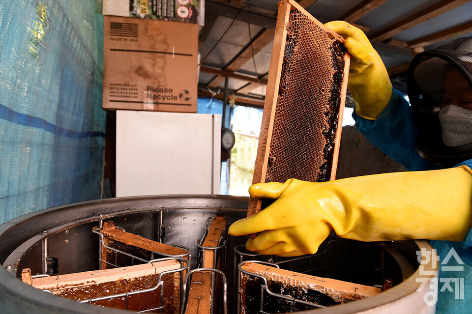 세계 벌의 날을 하루 앞둔 19일 오전 서울 관악구 도심양봉장에서 한 직원이 채밀기에 꿀벌판을 넣고 있다. /김근현 기자