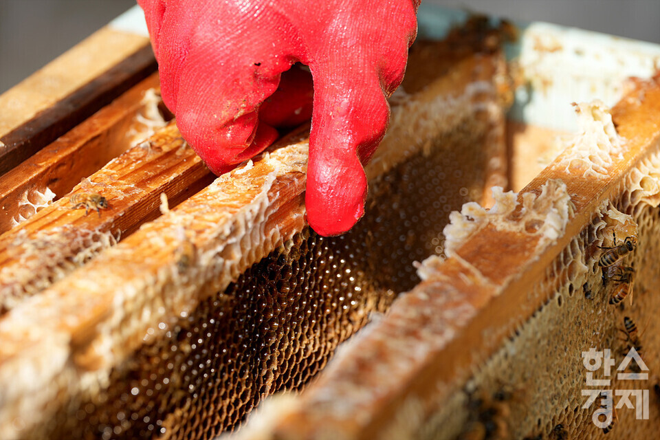 세계 벌의 날을 하루 앞둔 19일 오전 서울 관악구 도심양봉장에서 한 직원이 꿀이 잔뜩 든 꿀벌판을 집어들고 있다. /김근현 기자