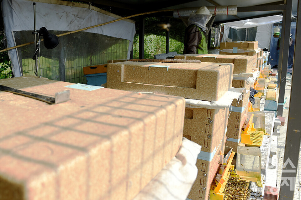 세계 벌의 날을 하루 앞둔 19일 오전 서울 관악구 도심양봉장에서 한 직원이 양봉장을 살피고 있다. /김근현 기자