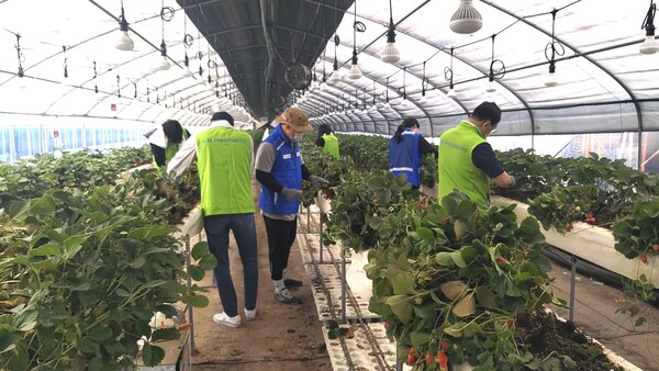경기도장애인체육회 관계자들이 농촌 일손돕기 봉사활동을 하고 있다./ 경기도장애인체육회 제공