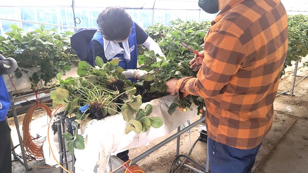 경기도장애인체육회 관계자들이 농촌 일손돕기 봉사활동을 하고 있다./ 경기도장애인체육회 제공