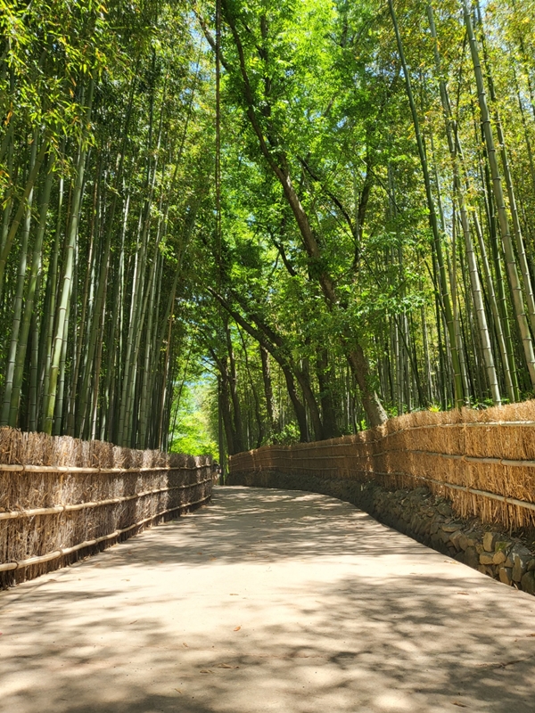 소쉐원 입구 대나무 숲길 / 이수현 기자