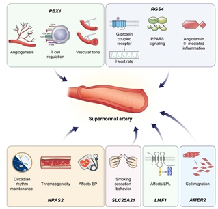 변이가 생긴 유전자자리가 발견된 유전자 종류와 역할/제공=세브란스병원