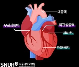 관상동맥 구조/제공=서울대병원