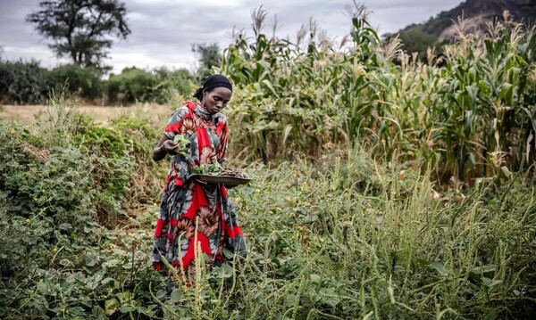 케냐 모얄레에 있는 자신의 땅에서 카우피를 수확하고 있는 농부 아미나 가이요. 사진 : 루이스 타토 / FAO / AFP / 게티 이미지(사진=가디언 캡처)