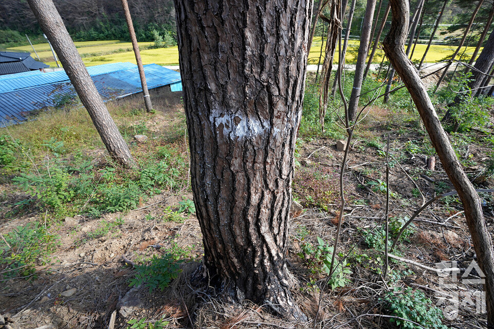 산불 피해를 입은 소나무에 하얀 락카가 칠해져 있다. 이 나무는 살아있지만 곧 베어질 운명에 처했다. /김근현 기자 khkim@sporbiz.co.kr