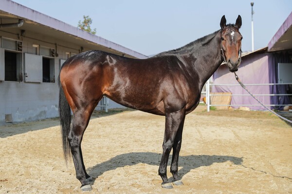 '파이어걸'의 모습. /한국마사회 제공