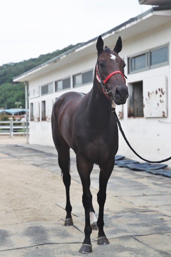 '아틀라스'의 모습. /한국마사회 제공