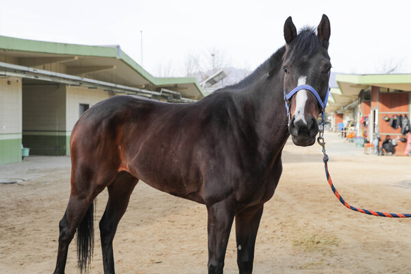 '라온탑맨'의 모습. /한국마사회 제공