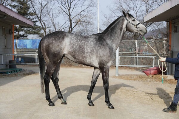 '최고레이스'의 모습. /한국마사회 제공