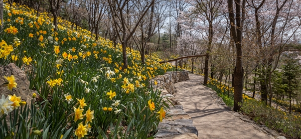 '봄 수선화 축제'가 열리는 화담숲 / 곤지암리조트 제공