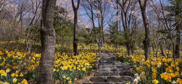 '봄 수선화 축제'가 열리는 화담숲 / 곤지암리조트 제공