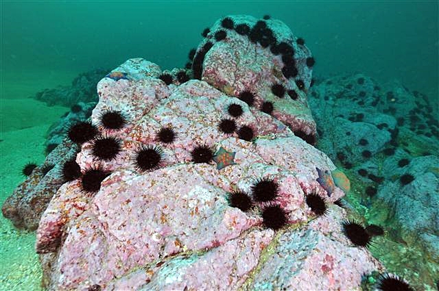 성게와 백화된 암반만 남은 사막화한 바다. / 한국수산자원관리공단 제공